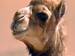 Kamele haben in der arabischen Welt immer noch einen hohen Wert.; Rechte: Bayerischer Rundfunk